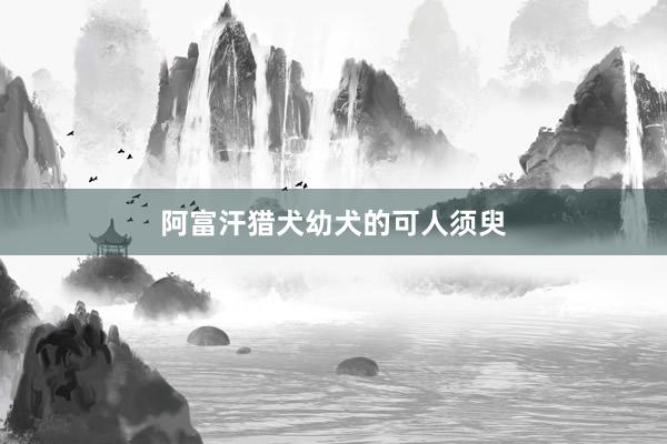 阿富汗猎犬幼犬的可人须臾